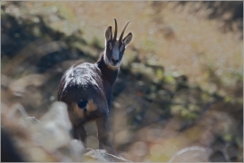 <p>KAMZÍK HORSKÝ (Rupicapra rupicapra) Lužické hory - Studenec /Chamois - Gämse/</p>